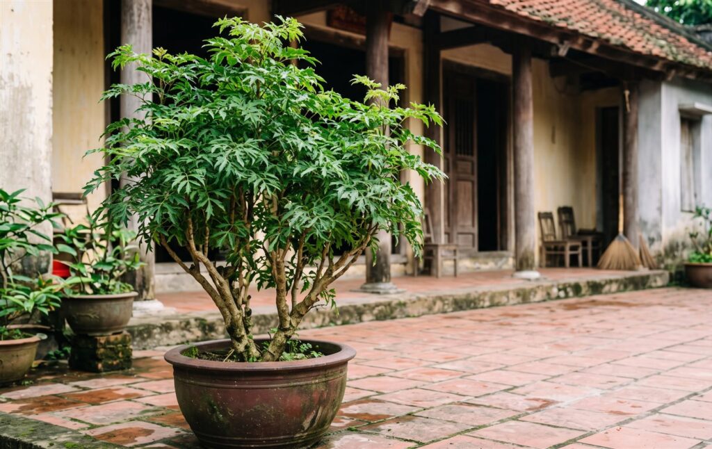 Cây đinh lăng lá nhỏ, nguyên liệu cho cách ngâm rượu đinh lăng